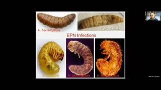 Optimizing InsectPathogenic Nematode Use for Turfgrass Pest Management with Dr Koppenhofer [upl. by Seraphina812]