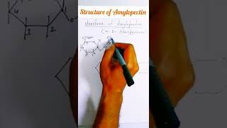 structure of Amylopectin starch [upl. by Isidore]