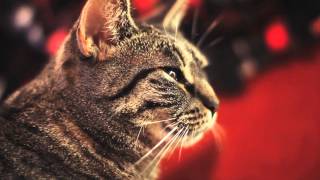 Collective Soul Cat [upl. by Maybelle]