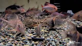 遇鼠鼠  Corydoras barbatus 經典太空飛鼠  野生大尺寸＋吃飼料 [upl. by Alyson]