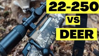 22250 vs Deer [upl. by Cruz]