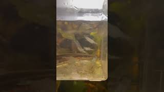 Fire eel drip acclimating with ghost shrimp for a snack freshwaterfishtank [upl. by Deck]