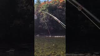 This one tip CHANGED how I catch fish fishing flyfishing bassfishing freshwaterfish trout [upl. by Phippen]