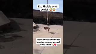 JAJAJAJA perro humor [upl. by Ellimac]