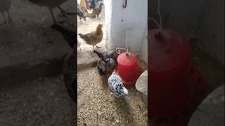 gallinas avicultura [upl. by Yatnuahc832]