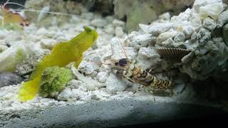 Pistol shrimp building burrow accidentally pins watchman goby [upl. by Nalyad]