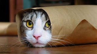 Funny Cats Compilation Most Popular Part 2 [upl. by Nywroc]