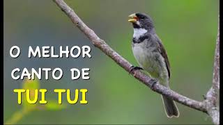 O MELHOR CANTO DE TUI TUI ZEL ZEL POR 10 HORAS [upl. by Sayed558]