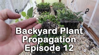 Backyard Plant Propagation Episode 12 How to Root Perennials  Salvia Butterfly Bush Sedum [upl. by Lazes153]