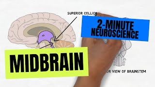 2Minute Neuroscience Midbrain [upl. by Enohsal498]