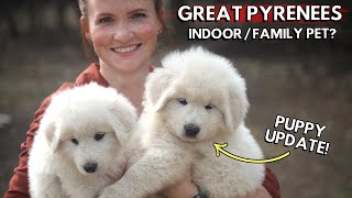 Great Pyrenees are AMAZING family pets Heres why  Indoor vs Outdoor  Puppy Update [upl. by Narruc]