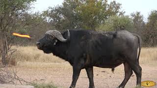 Bowhunting Cape Buffalo  10 Bowhunts [upl. by Tedra]