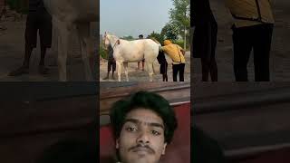 punjabi horse horselover horseriding automobile newsong song punjabisong [upl. by Itsur]