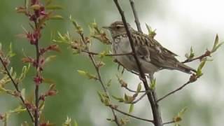 Woodlark Heidelerche [upl. by Ric]