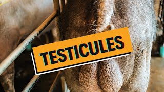 Les testicules malades  CRYPTORCHIDIE HYDROCELE TORSION CANCER  WhyDoc 7 [upl. by Dibb361]