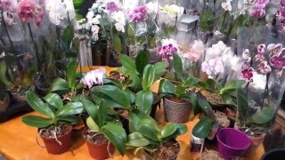 Will Your Phalaenopsis Orchid Bloom Again [upl. by Akemit]