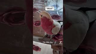 Parrot or dog Mickey says “woof” 😂🥰 talkinggalah [upl. by Hilleary398]