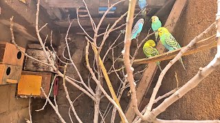 budgie sounds amazing morning in our colonies 😍 [upl. by Nnylsoj]