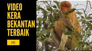 bekantan Proboscis Monkey [upl. by Yerdna]