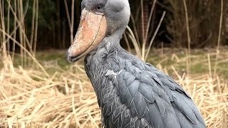 WeltVogelpark Walsrode  Schuhschnabel  Shoebill Bird  sensationell dieser Vogel [upl. by Fernando159]