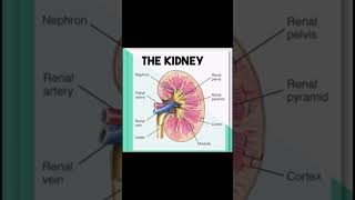 The kidney anatomy kidney anatomy human [upl. by Miran]