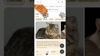 Meow cat catvideo meow cat [upl. by Derraj]