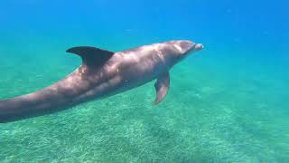 Puerto Rico at Cayo Icacos island swimming with 2 wild dolphins Raw [upl. by Alrad703]