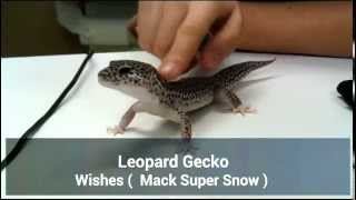 Leopard Gecko Back Rub [upl. by Kho396]