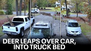 WATCH Deer soars over car into truck bed outside New Jersey home [upl. by Fidelas]