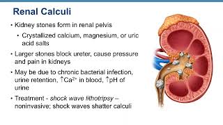 Organs of the urinary System [upl. by Francie]