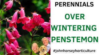 HOW TO CUT BACK PENSTEMON  CUTTING BACK PENSTEMON FOR WINTER [upl. by Ynotna]