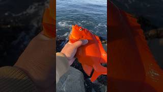 Caught a Garibaldi fish fishing ocean saltwater saltwaterfishing catchandrelease fish beach [upl. by Kcirded]