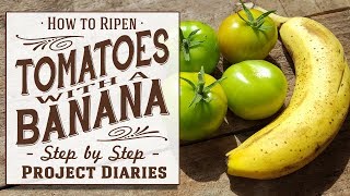 ★ How to Ripen Tomatoes with a Banana A Full Off the Vine Tutorial [upl. by Abbi]