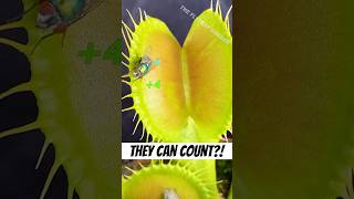 How Do Venus Flytraps Count [upl. by Trella]