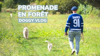 Doggy Vlog  Promenade en forêt [upl. by Aihsemat716]