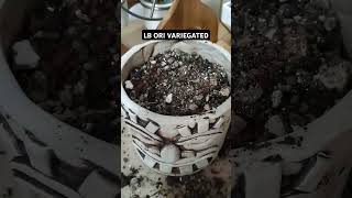 gymnocalycium Lb ori variegatedvideoshorts videoviral [upl. by Ariajay7]