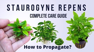 StaurogyneStaurogyne RepensStaurogyne Repens propagation Staurogyne Staurogynerepens Srepens [upl. by Yaker]