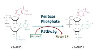 Pentose Phosphate Pathway  Hexose Monophosphate Shunt  Steps and Process [upl. by Min]