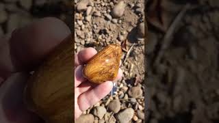 Willamette river Petrified wood [upl. by Anilet]