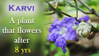 Karvi that flowers after 8 yrs  Karvi identification  Strobilanthes callosus identification [upl. by Eillit]