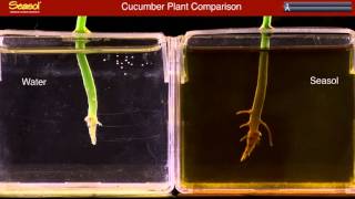 Growing a Cucumber Seedling in Seasol Plant Tonic [upl. by Dorothea]