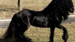 Konie Fryzyjskie  Friesian Horses [upl. by Lauzon]