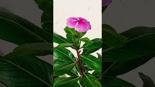 Periwinkle Flower [upl. by Vipul]