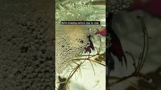 Betta breeding method step by step part2 bettafishtank fishtanksetup fishkeeping [upl. by Esenahs]