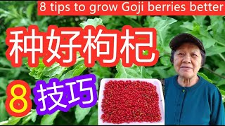 8个技巧令枸杞种植得更好 8 tips to grow Goji berries wolf berry better （点CC看到字幕）English subtitles [upl. by Utas]