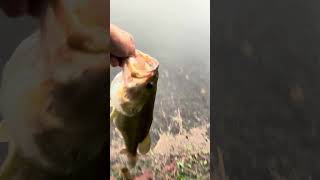 Bass fishing in rain 🔛🔝 fish fishing bass bassfishing release catchandrelease [upl. by Novyart]