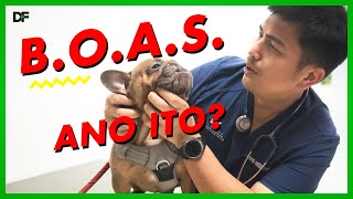 Brachycephalic Airway Obstructive Syndrome or BOAS [upl. by Amlus]