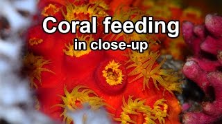 Coral feeding in closeup [upl. by Nniuqal279]