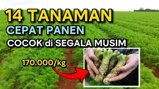 TANAMAN MAHAL YANG CEPAT MENGHASILKAN UANG CEPAT PANEN PERAWATAN MUDAH PANEN BERKALIKALI [upl. by Pascoe430]