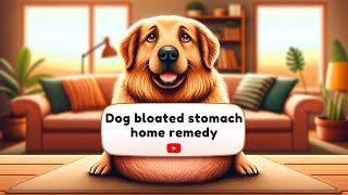 Fast and Effective Dog Bloated Stomach Home Remedy Relieve Your Pets Discomfort Naturally [upl. by Eustasius]